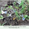 polyommatus damon daghestan males